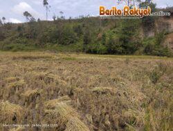 Panen Raya di Tano Batak: Kebahagiaan dan Tantangan yang Dihadapi Komunitas Masyarakat Adat